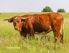 FH GEORGIA