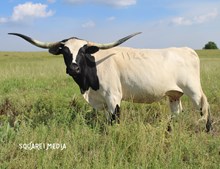 Smiley Creek Lady