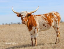 FH HOT STRIPE HARMONY