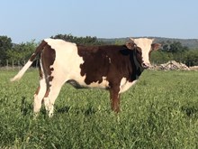 High Caliber/Barts Grande Belle heifer23