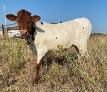 MIBC X Darlin heifer