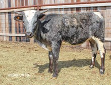 FH MIDNIGHT SPRINKLES